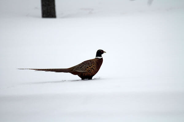 Chapter News & Events Chapter News & Events